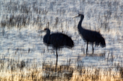 "Kraanvogels bij zonsondergang in houtskool" Een artistieke interpretatie van kraanvogels door trilling van de body op statief (niet de instellingen die je normaliter zou kiezen voor een snelle, gevoelige en IS - kamera ) groeten, Jan