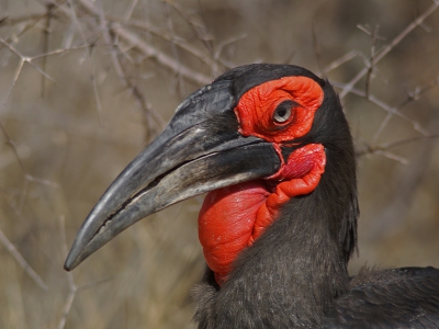 Dit oudje kwam ik weer eens tegen tussen onze reisfoto's en kon het niet laten om hem te uploaden.
We reden zelf in het Krugerpark toen we enkele van deze grote vogels in de berm zagen. Gelukkig waren deze niet heel schuw.