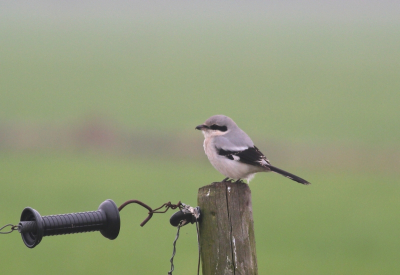 Tijdens het fotograferen van Geelgorzen kwam oa deze Klapekster langsvliegen. Van paaltje tot paaltje vloog hij verder.