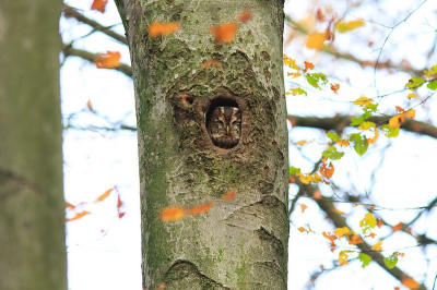 Uit dit origineel heb ik 10 % crop overgehouden voor de foto in het verzamelalbum