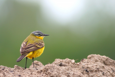Deze foto al eens eerder geupload maar toen wat aanwijzigingen gekregen. Foto oa anders uitgesneden zodat de vogel niet meer centraal staat.