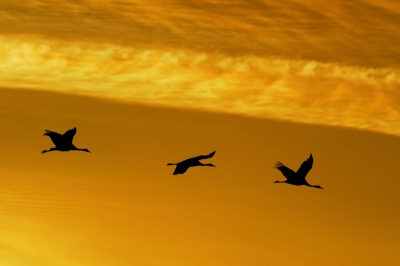 Een avondopname van kraanvogels. De 3 vogels vliegen keurig in lijn met de condensstreep van een vliegtuig.