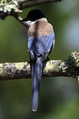 Algemene vogel in Portugal. Erg beweeglijk en schuw. Dus lang wachten op een kans.