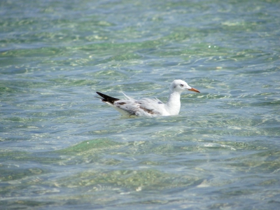 ben naar egypte geweest. wat een hoop leuke vogels. hier een mooie dunbekmeeuw. composietsie niet helemaal goed. vind hem toch noch mooi genoeg om te plaatsen