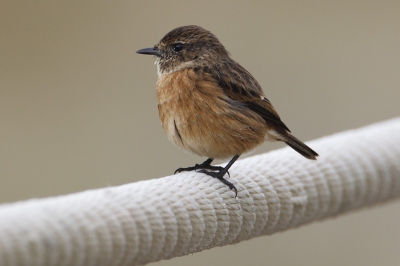 Zelf ben ik niet zo gecharmeerd van vogels op draden maar voor deze draad maak ik een uitzondering.
Je kunt mooi de scherptediepte zien