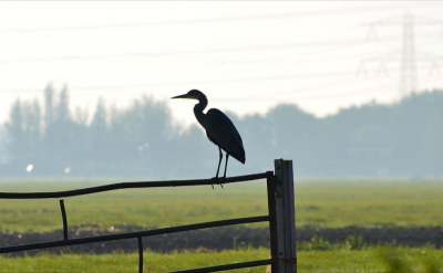 Tijdens een vroege ochtendrit door de polders in de Alblasserwaard kwam ik deze reiger tegen die zo mooi op dit hek poseerde dat ik het niet kon laten hier een foto van te nemen tegen de zon in. Door het tegenlicht een fraai contour van de reiger en het hek.