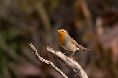 De foto vind ik mooi om de roodborst maar mede door de natuurlijke herfst-achtergrond. De roodborst vind ik mooi tot zijn recht komen.