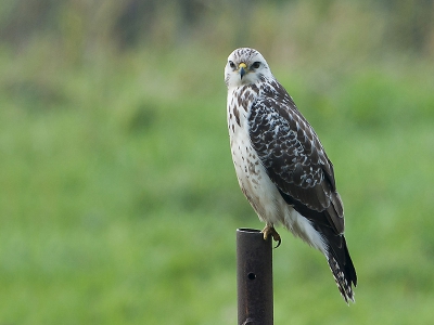 Wij waren aan het fietsen en daar kwam hij aanvliegen vervolgens landde de Buizerd ca 50 meter van ons vandaan op een paal.