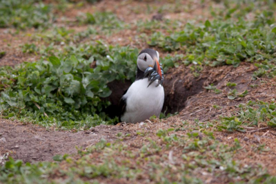 DEze puffin was het verkeerde hol ingedoken met al het voedsel en moest eruit- belaagd door kokmeeuwen-om te rennen naar zijn eigen hol.