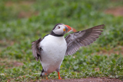 Ik word steeds weer vrolijk wanneer ik deze foto zie. Even uitrekken tussen de werkzaamheden van visjes brengen naar de kuikens- belaagd door kokmeeuwen!