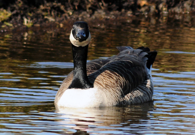 Deze Canadese Gans was een echt foromodel! Liet zich prima op de foto zetten en bleef er heel rustig onder.