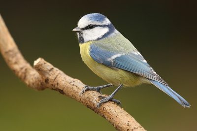 Mooi zonnig weertje, waardoor mijn tuin weer op een voliere geleek, meesjes, musjes, roodborstje en zelfs het winterkoninkje kwamen mij gezelschap houden.