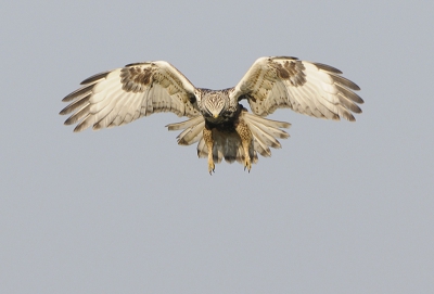 Hier kan je mooi enkele veldkenmerken van de ruigpootbuizerd zien, de opgetrokken vleugelarmen en de lichte staart met een zwarte rand.