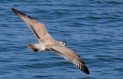 een dagje pier leverde voor mij dit mooie exemplaar van de grote mantelmeeuw op, een gewone vogel voor menigeen ,en toch bijzonder mooi.