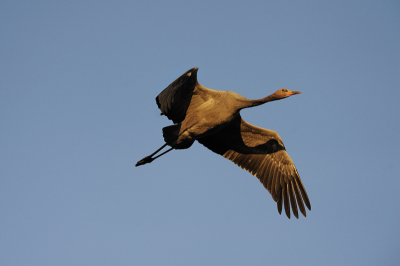 In het vroege ochtendlicht kwam deze kraanvogel voorbij. Op zichzelf staand een saaie opname, maar de schaduw van de vogel op de vogels zelf geeft hem naar mijn smaak iets extra's.