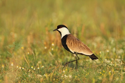 Here is one of the few Spur-winged Lapwings left in Northern Greece. Taken from a car with 7D, 500/4+1,4x, ISO 400, 1/1600, f7,1.

All comments and critiques are welcome!

More picture at www.NatureImages.eu