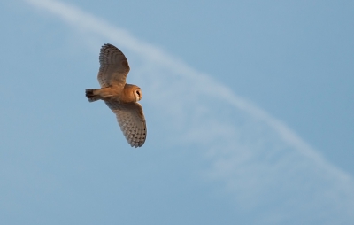 Vanochtend vroeg was het weer genieten bij een prachtige opkomende zon. Deze kerkuil maakte de morgen helemaal goed, hij kwam vanaf Ameland vliegen, het was lastig om hem binnen het vizier te houden, want ze fladderen echt alle kanten op.