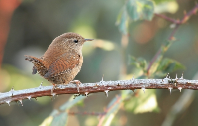 Vanuit kijkhut gemaakt. Ik vind het wel mooi die verhouding tussen het vogeltje en de piekjes van het doorntakje. Ik ben benieuwd wat jullie ervan vinden.