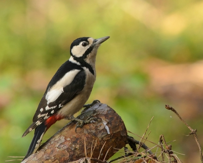 De 2e keer deze week dat ik een grote bonte specht kon fotograferen. Ze kwam totaal onverwachts en was ook net zo snel weer verdwenen. Ik kon 2 foto's maken.....