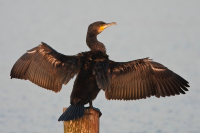 Deze aalscholver kwam aanvliegen en ging er eens mooi voor zitten in het avondzonnetje. Deze karakteristieke houding kent iedereen wel denk ik.