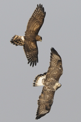Deze Ruigpootbuizerd werd lastiggevallen door een blauwe kiekendief, Circus cyaneus, Henharrier. Op de foto is te zien dat de spanwijdte van de beide vogels (ongeveer 120cm) niet zoveel uiteenloopt. De ruigpootbuizerd kan wel twee tot driemaal zo zwaar worden, 1500 gram.