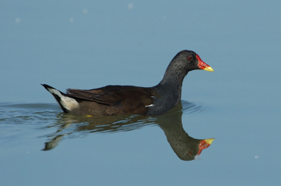 Met selectiepenseel alleen vogel geselecteerd, zoveel mogelijk zonder achtergrond en unsharp mask 300,0.2
toegepast. Ongeveer 20 minuten werk.