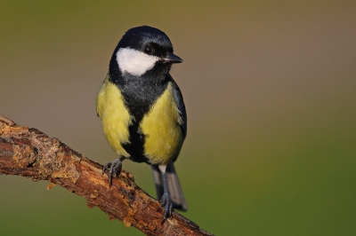 Koolmeesjes vertoeven regelmatig, zeg maar dagelijks in mijn tuin, vooral bij zonnige dagen is het leuk om deze drukdoenertjes te observeren en zomogelijk vast te leggen.