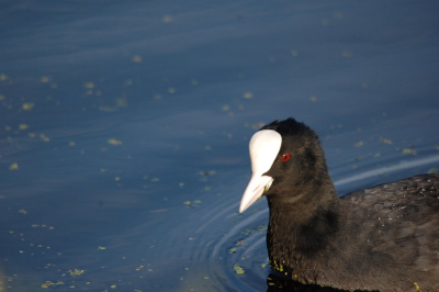 Net een nieuwe lens gekocht en dan maar even uitproberen. Meerkoeten zijn vrij makkelijke foto objecten om te fotograferen en daarom hun maar even gekozen. Onder prachtige licht omstandigheden!