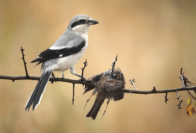 Lanius excubitor / Klapekster / Great Grey Shrike Lanius excubitor / Klapekster / Great Grey Shrike