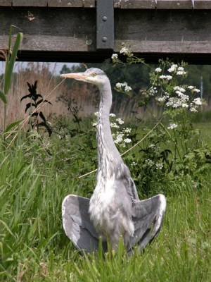 <i class='fa fa-user'></i> C. van Eijk | Blauwe Reiger  <i class='fa fa-eye'> 590</i>  <i class='fa fa-thumbs-up'> 3</i>   <i class='fa fa-comment-o'> 0</i>