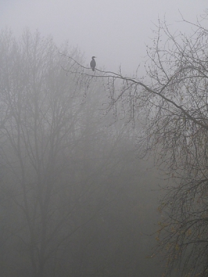 Ik ging even wat landschap foto's met de mist vanmorgen.
Ik vind dit landschap met de aalscholver wel wat hebben.
Er staat 'minder' vogel op dan op de meeste foto's hier op birdpix. Maar het is toch direct duidelijk dat het een aalscholver is.
