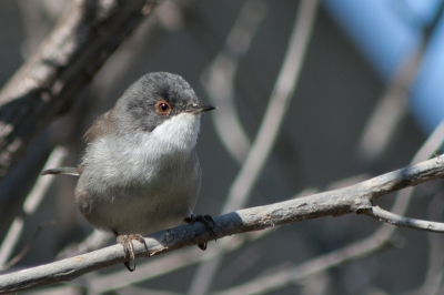 Sinds ik de laatste jaren veel in Itali ben staat dit kleine vogeltje op mijn lijstje van nog te fotograferen vogels. Deze foto is gemaakt in een verlaten steengroeve waar ik mij verscholen had achter een pallet. Hierdoor was het mogelijk met mijn beperkte materiaal deze plaat te nemen.
