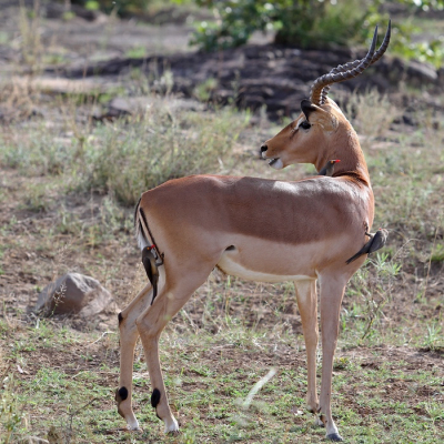 Deze impala zagen we in de buurt van restcamp Letaba bij de rivier met dezelfde naam. Meestal leven mannetjes in vrijgezellengroepen, maar deze was alleen.  Waarschijnlijk was hij niet topfit want er zaten steeds meerdere ossenpikkers op zijn huid.