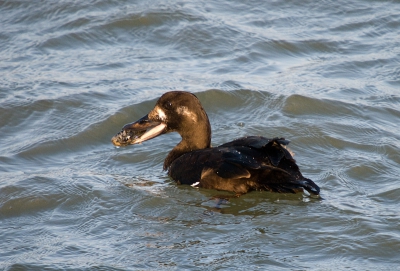 Na alle fotos van de Grote Zee-eend,kan ik het toch niet laten om er nog een  exemplaar aan toe te voegen.
Deze keer met een lekker hapje.