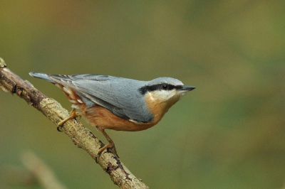 Gecamoufleerd in het bos gezeten bij een boom die regelmatig onderzocht werd op iets lekkers.