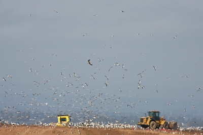 Op weg van Zafra naar La Serena kwam ik opeens deze vuilnisbelt tegen waar het stikte van de meeuwen (voornamelijk kleine mantelmeeuwen), koereigers, ooievaars en ook vlogen er een aantal rode wouwen rond maar die vliegen op deze foto buiten beeld. Helaas moest ik op grote afstand blijven. Een open vuilstort zie je niet veel meer dus misschien is hier sprake van een bedreigd landschap ;-)