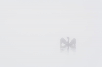 zeer dichte mist vandaag de hele dag.
maar deze aalscholver had er geen last van en vloog gewoon weer verder.