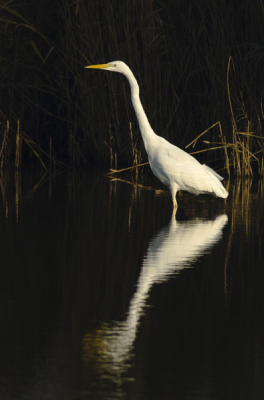 Vrij hard en direct zonlicht zorgden ervoor dat ik een aantal stappen onderbelichten moest. Daarom is de omgeving wat donker, maar de reiger springt er daardoor wel mooi uit.