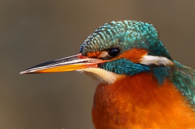 Nu maar eens een ijsvogelportretje. Geschoten toen ze vrij dicht bij de hut kwam zitten en me alle tijd gunde om deze foto te maken. Het leek wel of ze er voor ging zitten.