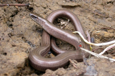 Hazelworm, Vroedmeester- en Geelbuikvuurpadden, Kleine -en Kamsalamanders, Tengere Grasjuffers. Ondanks het slechte weer gezien te zien .