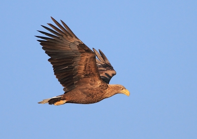 Nogmaals de zeearend een andere foto en iets anders bewerkt. De vliegende deur zien we steeds vaker in Nederland dus we zullen ze wel vaker op birdpix tegenkomen,