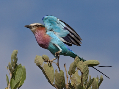 In sommige delen van het Krugerpark zie je veel van deze vogels zitten. Vooral bij de graslanden in het midden en zuiden van het park kom je ze op sommige wegen om de paar honderd meter tegen. Ze zijn niet echt heel schuw, dus een foto van een stilzittende scharrelaar is redelijk gemakkelijk te maken. Je kan ook redelijk dichtbij komen. Om ze in actie te zien en vast te leggen is echter lastiger, want ze zijn best snel (weg). Bij deze had ik het geluk dat ie na een poosje het luchtruim koos.