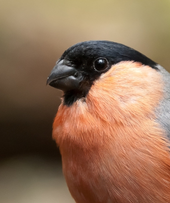 Door een gescrasde harddisk was ik veel foto's kwijt, maar gelukkig is het toch nog gelukt om een groot deel terug te krijgen! Hierdoor kan ik deze lang vermiste foto, toch nog plaaten. Deze goudvink heb ik vanuit een boshutje gefotografeerd.