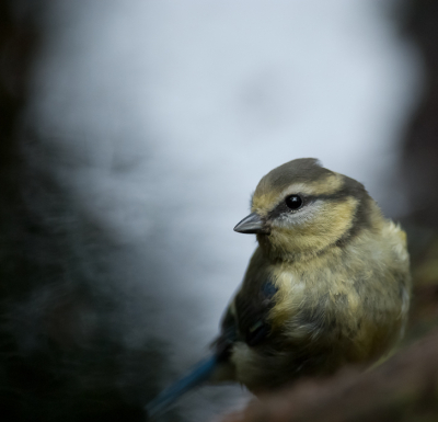 Deze jonge pimpelmees ging nog even mooi poseren, voordat ie in bad ging. Op de een of andere manier, is fotograferen vanuit zo'n boshutje echt verslavend :D, tenminste bij mij dan!