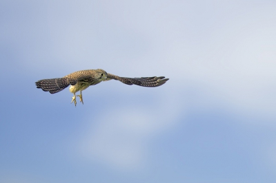 Wel een leuke pose dacht ik zo.


[Canon 500 F4]