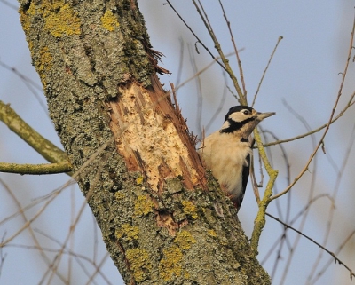 Deze dag was het een beetje heiig in de Oostvaardersplassen met een zwak najaars zonnetje wat de foto een beetje de uitstraling geeft of dat de zon op ieder moment kon ondergaan.