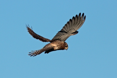 Afgelopen week op Texel deze torenvalk vast kunnen leggen. Vanachter de dijk was het mogelijk meerdere plaatjes te schieten.