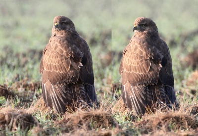 twee maal dezelfde Buizerd, kort na elkaar genomen met de 7D. En op 400 en een ander op 1000 iso, verder dezelfde belichting en bewerkingen in PS. Geen ruisonderdrukker gebruikt.