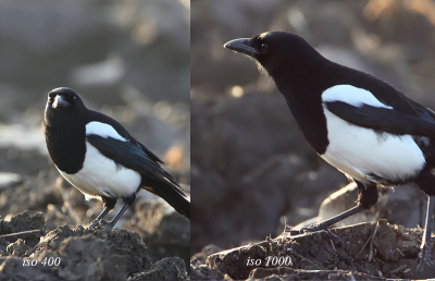 Twee maal dezelfde Ekster, wel met een enkele minuut tussenpauze, uit de 7D. Vrijwel identieke (weinig ideale) omstandigheden. En maal op 400 en n maal op 1000 iso. Zelfde belichting en bewerkingen (dus ook crop) in PS. Die van iso 1000 nu door een ruisonderdrukker gehaald.