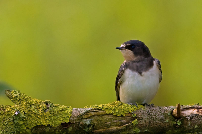 Deze jonge boerenzwaluw kwam uit het nest in de hut. Hier zat hij even buiten op een mooi bemoste tak.